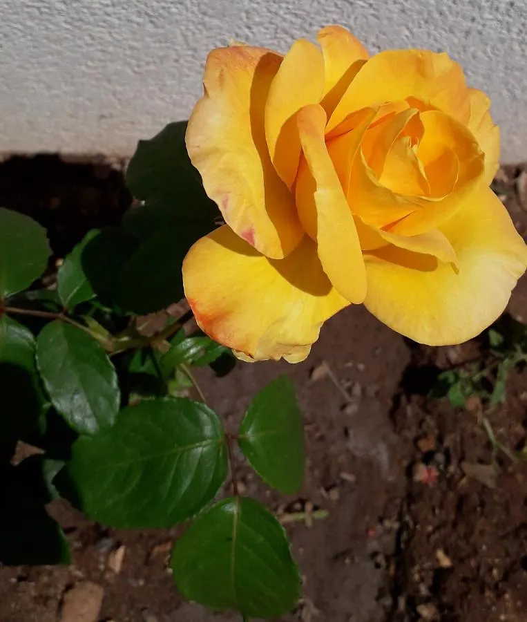 Holiday home Casa Delle Rose Villa Favignana